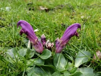 Foto: Paarse schubwortel [Lathraea clandestina] Wijkpark Holy Vlaardingen